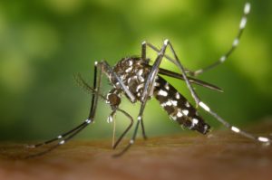 Icaridin gegen Mücken