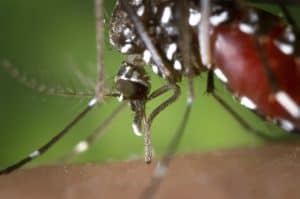 Zusammenfassung unserer qualitativsten Mückenschutz icaridin