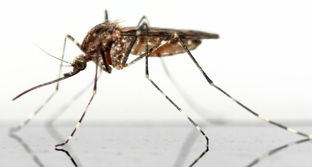 Wie lange leben Mücken