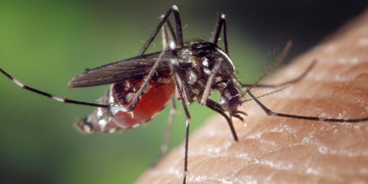 Mückenstichen vorbeugen